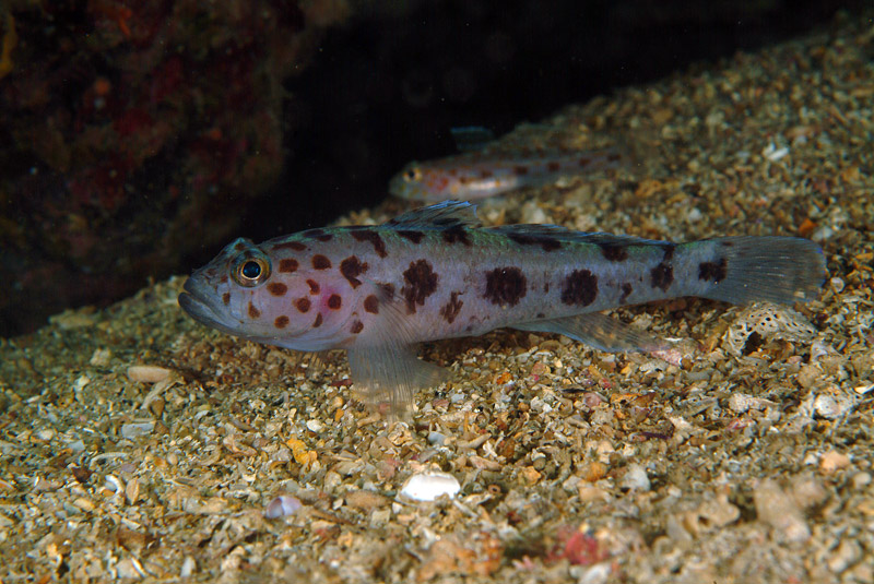 Thorogobius ephippiatus